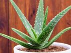 Fresh Aloe Vera Plant