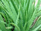 Aloe Vera Plant