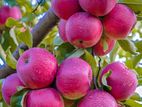 Fresh Apples
