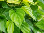 Fresh Betel Leaves