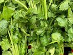 Celery