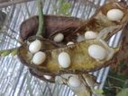 Fresh Madatiya Seeds