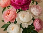 Fresh Peonies – Beautiful