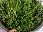 Fresh Rosemary Leaves