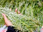 Rosemary Leaves