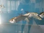 Fresh Water Tarpon