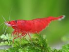 Freshwater Shrimp