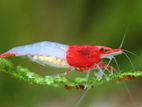 Freshwater Shrimp