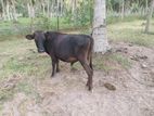 Fresian/ Jersy Bull Calf