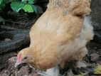 Frizzle Bantam Chicken