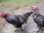 Frizzle Bantam Chicken