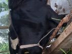 Friesian Cow