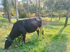 Friesian Cow