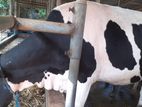 Friesian Jersey Cow