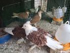 frill back egg pair