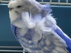 Love Birds