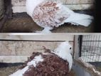 Frillback Pigeon