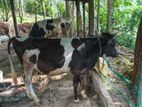 frisian වසු පැටවා විකීනිමට හෝ ජර්සි වැස්සි පැටවෙකුට හුවමාරුව