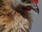Frizzle Bantam Chicken