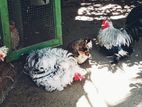 Bantam Chicken