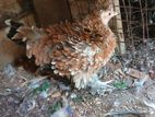 frizzle bantom chickens