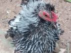 Frizzle bantom