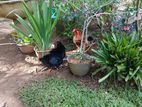 Frizzle Chicken