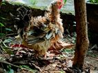 Farm Chicken