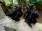 Frizzle Chicken