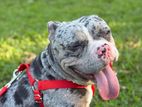 Pit Bull for Crossing