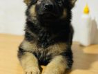 German Shepherd Puppy