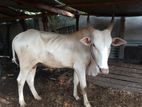 Farm Cows
