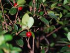 From Farmers Hand Cherry Tree