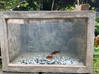 Front Glass Concrete Fish Tank