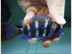 Frontosa Cichlid Fish