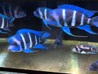 Frontosa Moba Blue Zaire