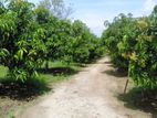 Fruit Farm For Sale In Dambulla