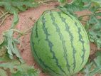 Water Melon