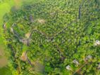 fruit land for sale in Meegoda