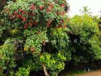 Fruit Land Plots Sale in Meegoda