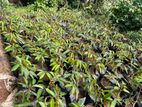 Mango Plants