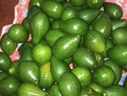 Avocado Lot