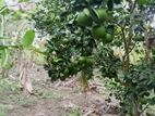 පැණි දොඩම්