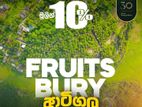 Fruits Land for sale