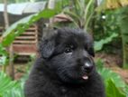 Full Black German Shepherd Puppy