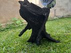 Full Black Kubuk wood for tank