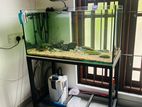Full Fish Tank Setup