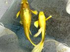 Gold Guppy Fish