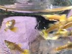 Gold Guppy