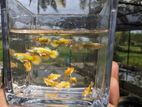 Full Gold Guppy Fish
